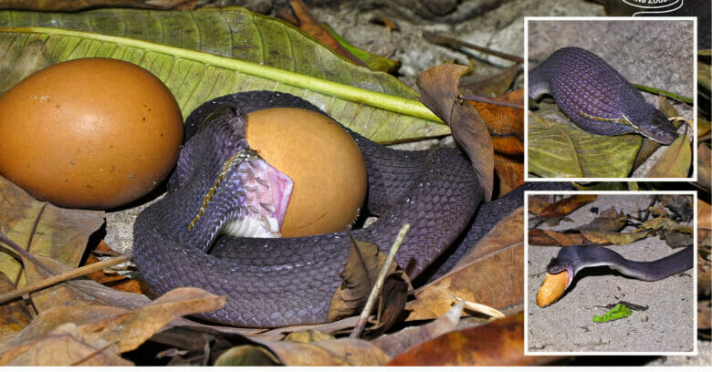 The dasypeltis snake swallowing a large egg