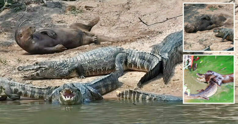 Giant otter found the caiman