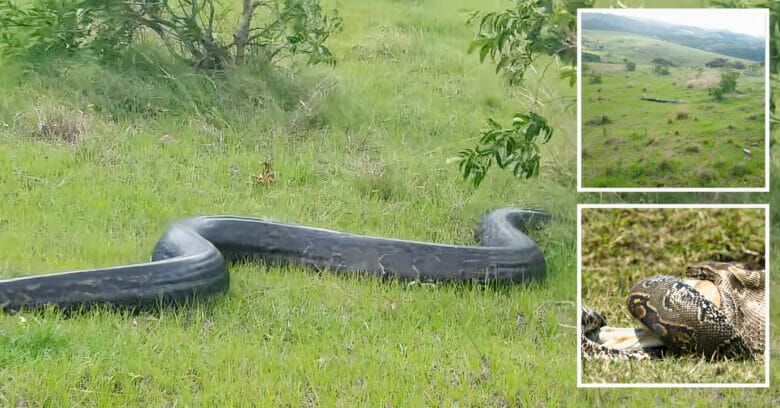 Massive "Python" spotted in Ballito