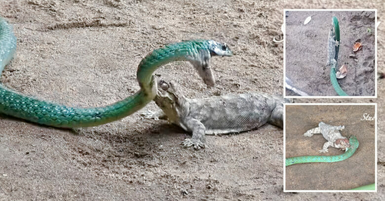 Western Natal Green snake fights huge Gecko