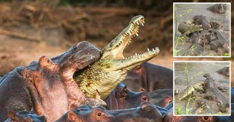 What Happens When a "Crocodile" Walks Into a Herd of "Hippos"