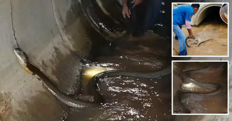 King Cobra Caught In Underground Pipe