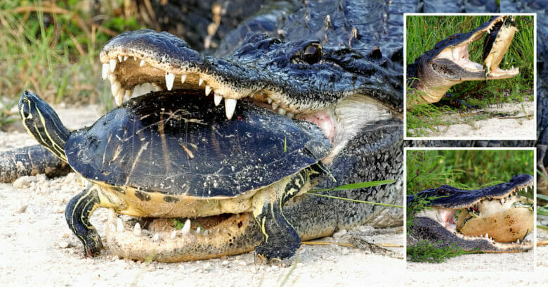 This Alligator tried to eat a turtle with a strong shell
