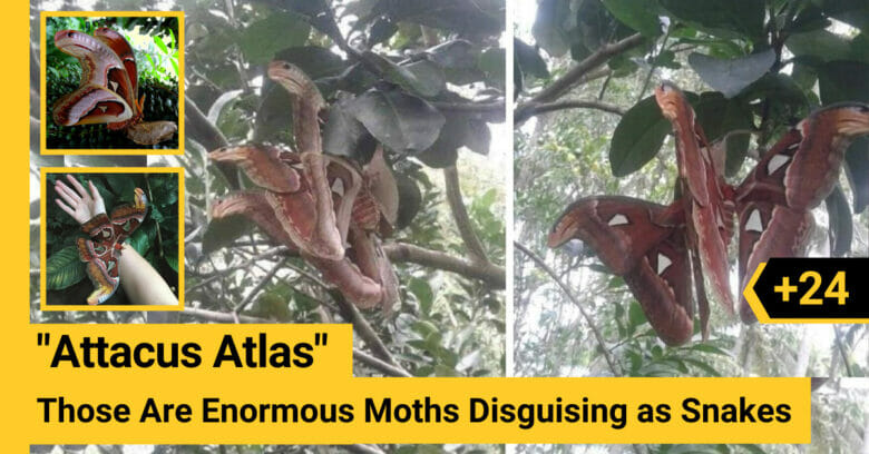 "Attacus Atlas" Those Are Enormous Moths Disguising as Snakes