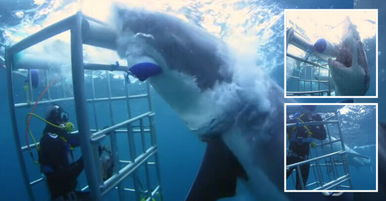 18-foot-long shark attempts to attack a cage human