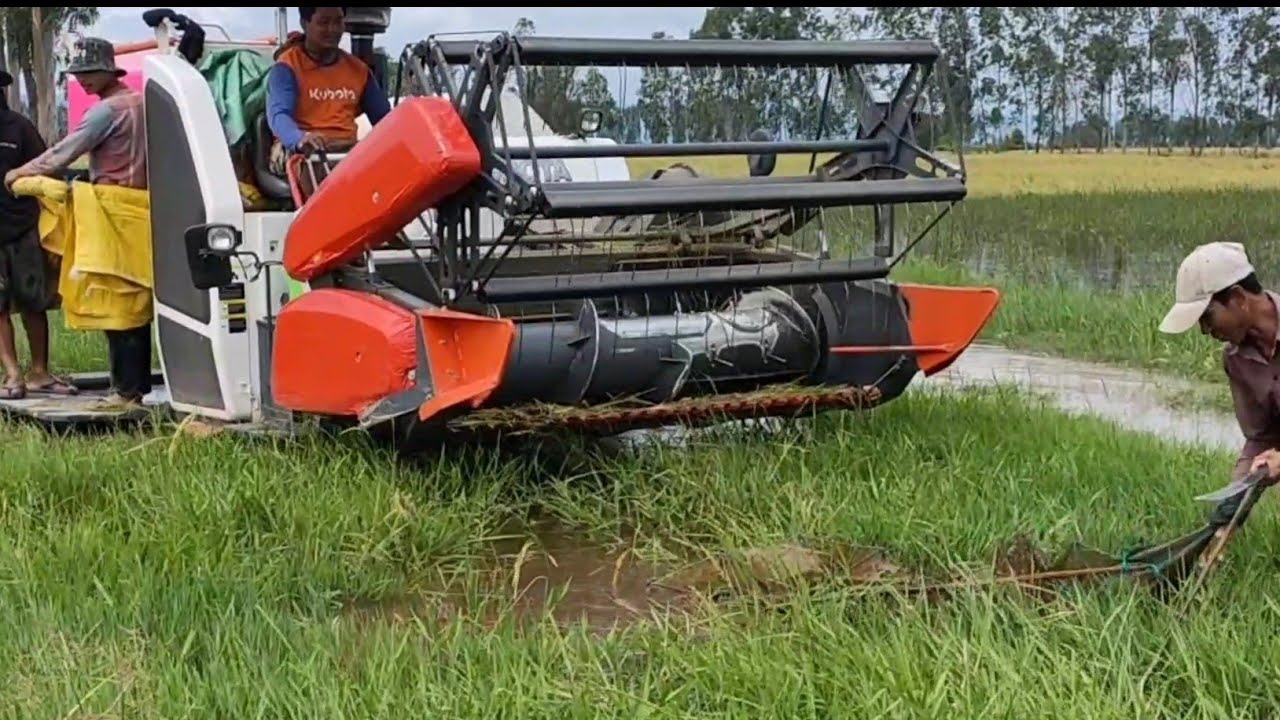 Kubota Engine Power Transporting Rice l Agriculture Machine at farm fields