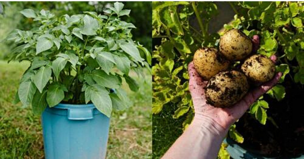 How To Grow Sacks Full Of Potatoes – 7 Weird Ways That Really Work
