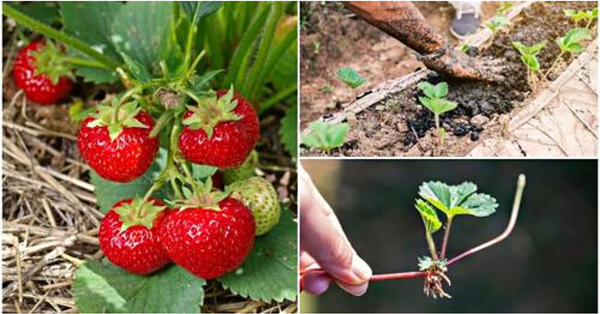 7 Secrets for Your Best Strawberry Harvest Every Year
