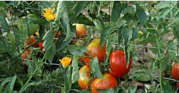 35 Companion Plants To Grow With Your Tomatoes