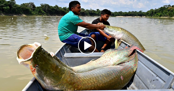 Amazon Biggest Fish Paiche – Amazon Fish Farming and Harvesting – Paiche Farm