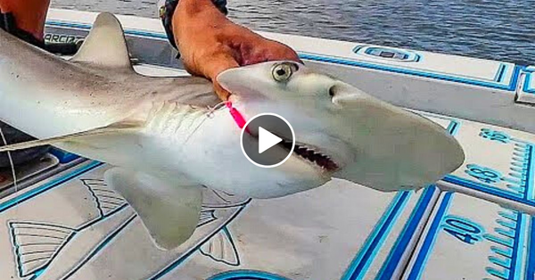 BABY HAMMERHEAD SHARK Catch & Cook!