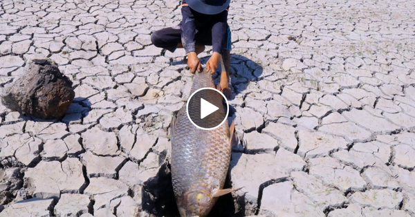 Wow Amazing Viral Fishing Giant Fish In Super Dry Lake In Village by Fisherman