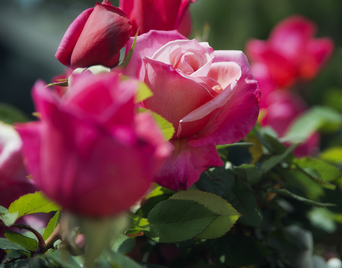 Different Types Of Roses – Garden Lovers Club