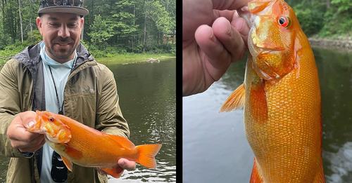 Angler Catches Rare Neon-Orange Xanthic Smallmouth Bass in Michigan