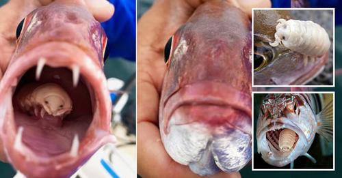“Tongue-Eating” Stunned fisherman finds tongue-eating parasite ‘like a blue-eyed alien’ staring out from inside the mouth