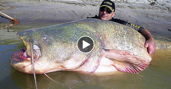 11 BIGGEST Fish Ever Caught