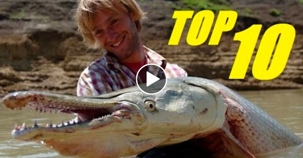 TOP 10 BIGGEST FRESHWATER FISH IN THE WORLD