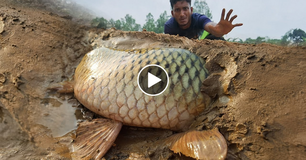 Wow Really Smart Hand Fishing In River Dry Place Underground Fish Catching