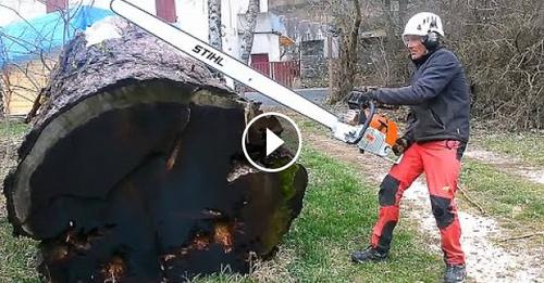 Incridible Fastest Skill Cutting Big Tree ChainSaw Machines, Cutting Logs, Milling Lumber Machine