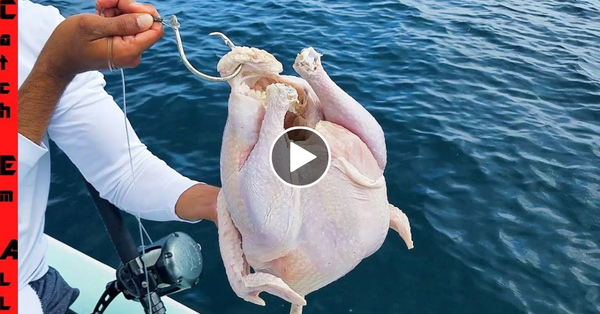 FISHING with a CHICKEN!