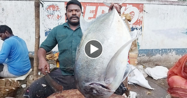 SMASH BIG TRAVELLY FISH CUTTING //  KASIMEDU SELVAM ANNA #kasimedu #fishcutter selvam #fish cutting