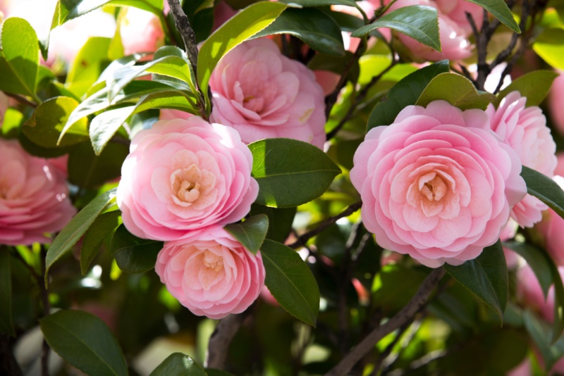 Tips on Growing Camellia Plants (Growing Guide) – Garden Lovers Club