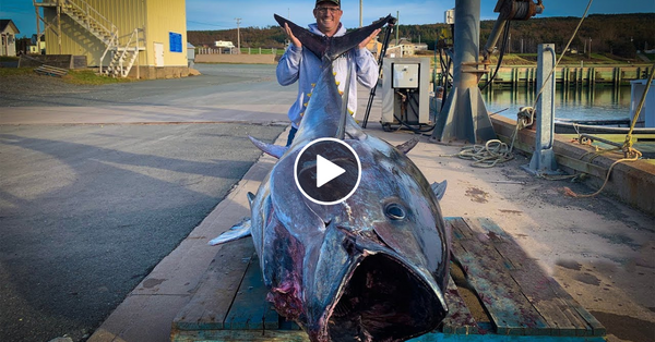 $1,000,000.00 FISH {Catch Clean Cook} GIANT BlueFin TUNA!!!
