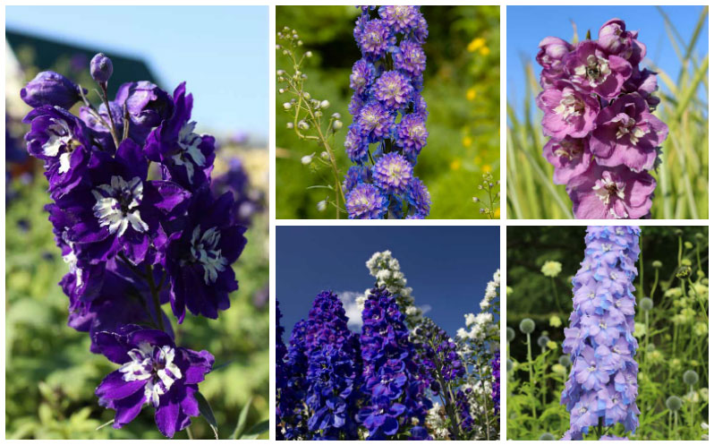 Growing Delphinium Plants (Grow and Care Guide) – Garden Lovers Club