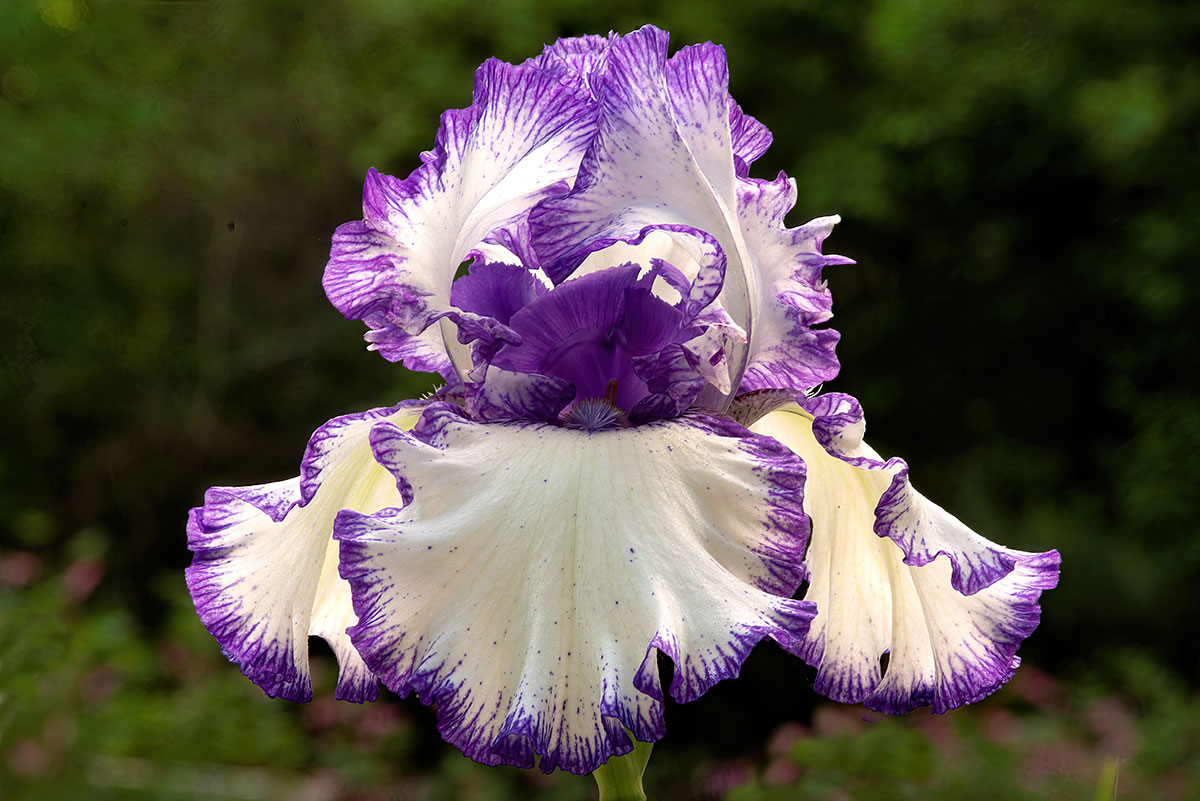Tips on How to Get Iris to Bloom – Garden Lovers Club