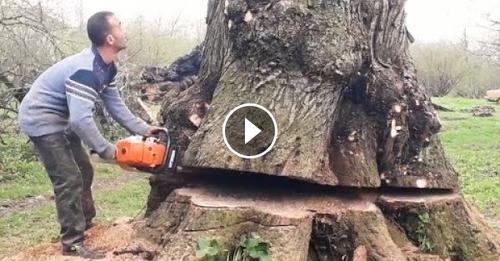 People Just Using Harsh Long Bar Chainsaw Machine Felling Down Biggest Tree Easily In Some Minutes