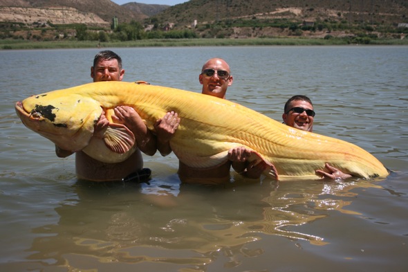 Record-setting albino catfish (194 pounds) caught in Spain