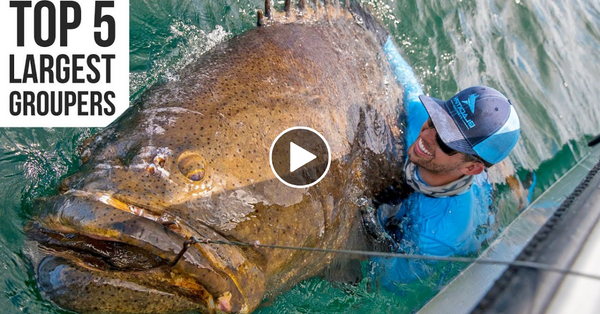 Top 5 Largest Goliath Groupers Caught