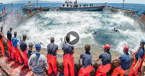 Everyone should watch this Fishermen’s video – Big Catch Hundreds Tons Fish With Modern Big Boat