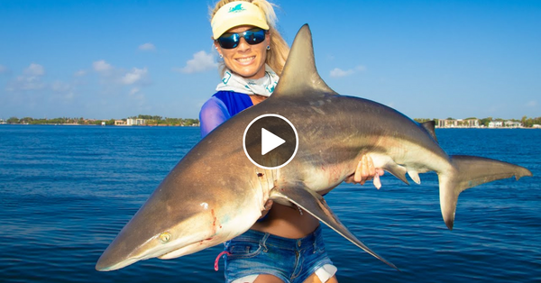 SHARK Catch Clean Cook! The TRUTH Behind Eating SHARK! Blacktip Shark (Florida Shark Fishing)