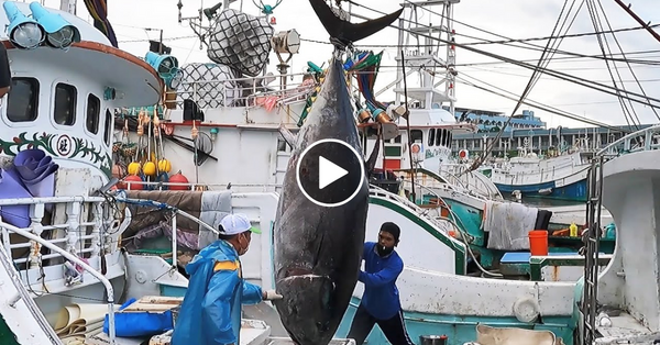 500 kg Monster -Amazing skills！Giant bluefin tuna cutting Master/巨大黑鮪魚切割大師
