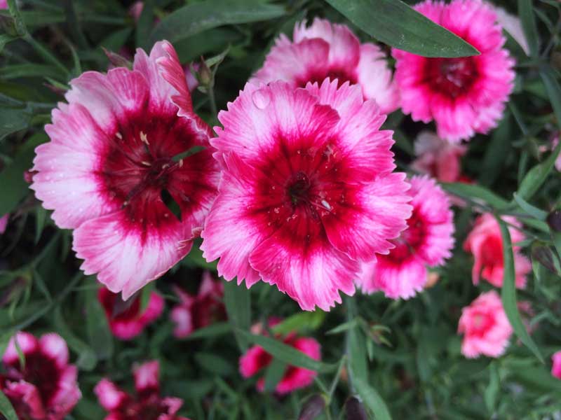 15 Different Types of Carnations (Dianthus) – Garden Lovers Club