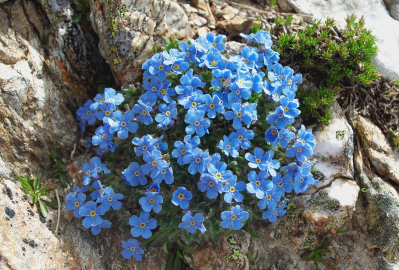 10 Different Types of Forget-Me-Nots – Garden Lovers Club