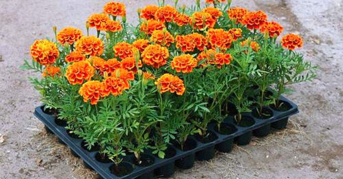 5 Reasons To Plant Marigolds With Your Tomato Plants