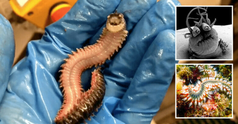 “Polychaete” Deep-Sea Fisherman Pulls Up ‘Smiling’ Worm That Turns Its Face Inside Out