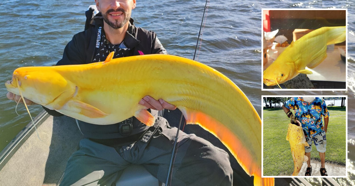 “Yellow Catfish” Extremely rare, bright-yellow catfish caught in the Netherlands