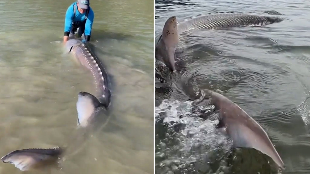 Huge ‘living dinosaur’ sturgeon weighing 600lbs caught in British Columbia