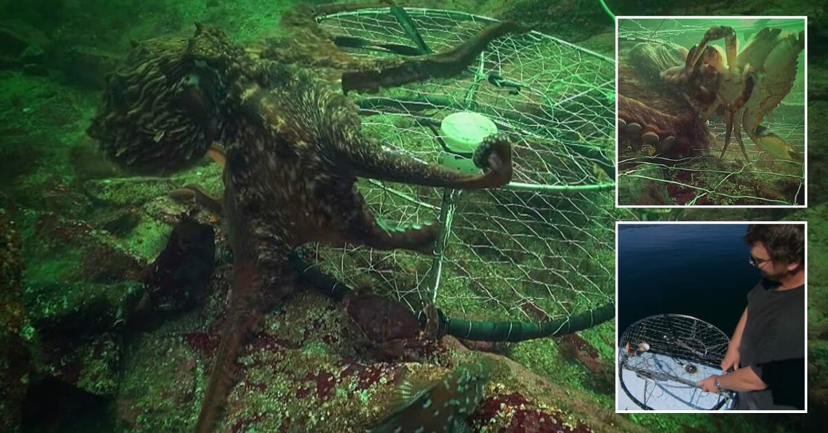 Smart Animals “Octopus” Steals Crab from Fisherman