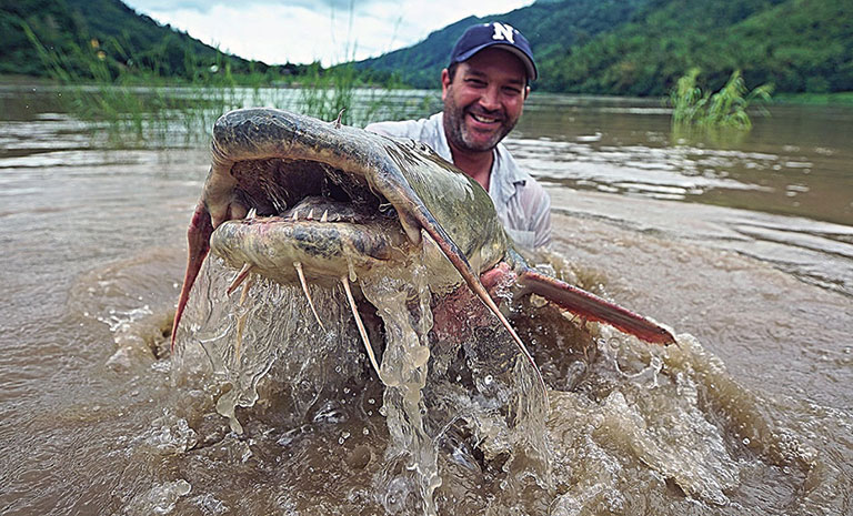 A catfish that weighs more than 100 pounds in Salween River