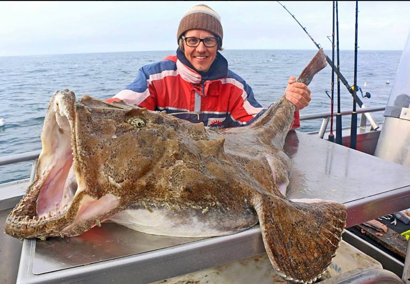 Caught monster size 59 lb monkfish