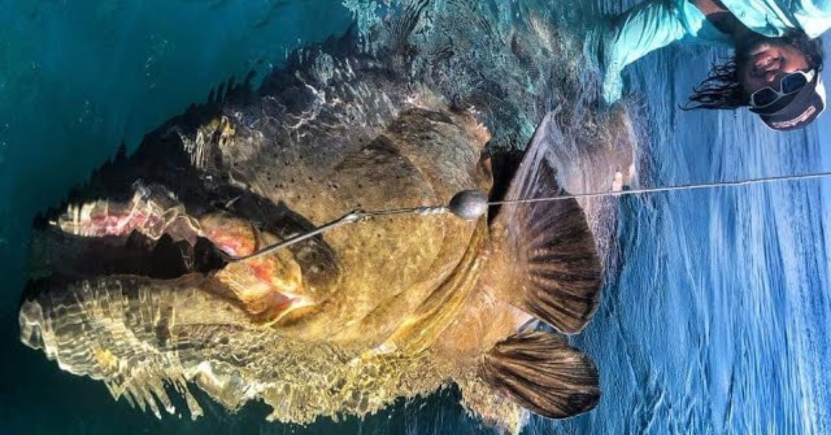 Monster Goliath Grouper 500 LBS with Chew on This