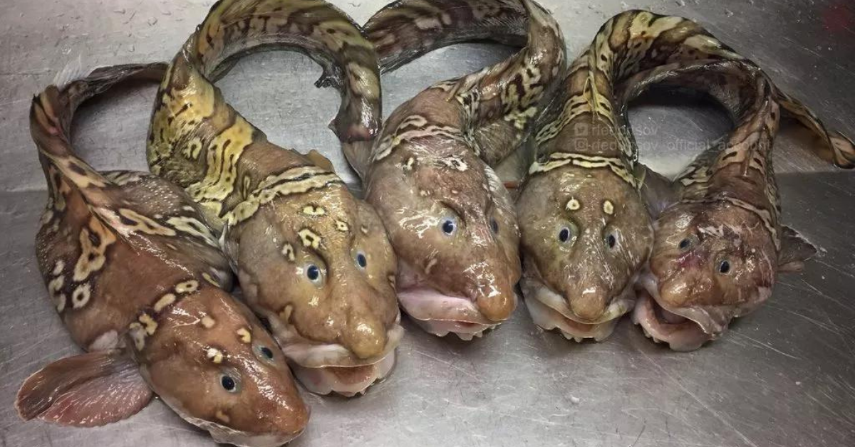 See the World’s Weirdest Creatures Hauled From the Bottom of the Ocean