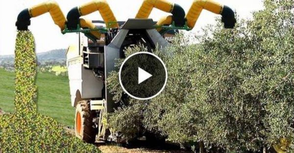 Olive harvesting and processing for olive oil.