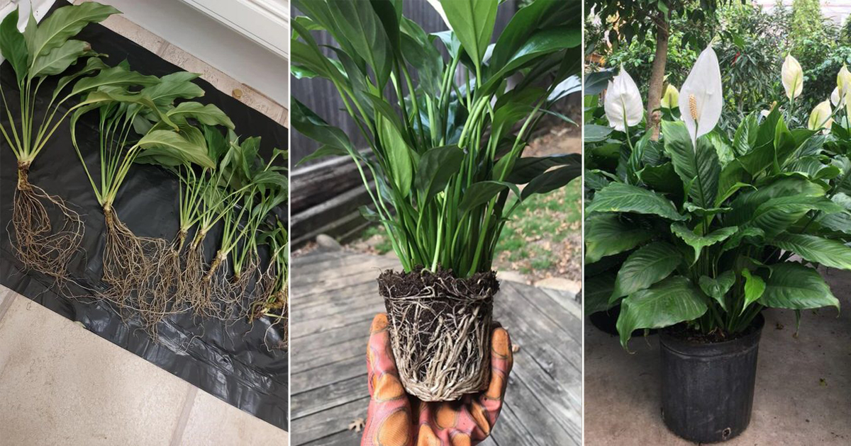 The Easiest Way to Propagate Peace Lilies Anytime!