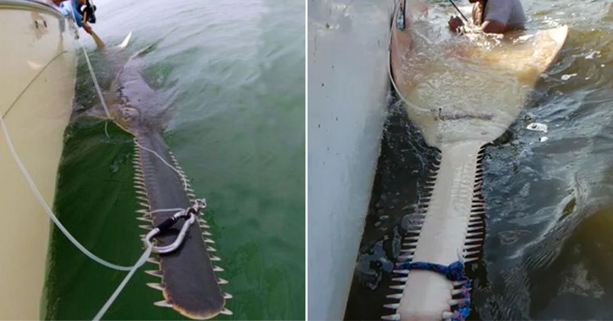 The World’s Largest Rare Fish, 30-Foot ‘Saw Saw’ Caught In Florida Shocked Locals (VIDEO)
