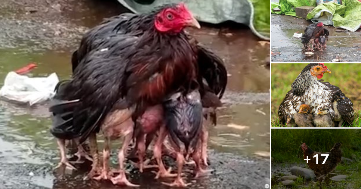 Mother Hen Turns Herself Into An Umbrella To Shelter Her Babies From Heavy Rain